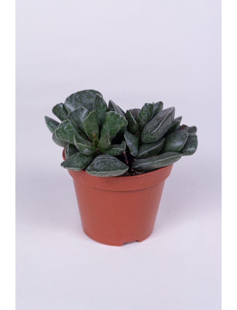 Adromischus cooperi ( Pata de tartaruga )