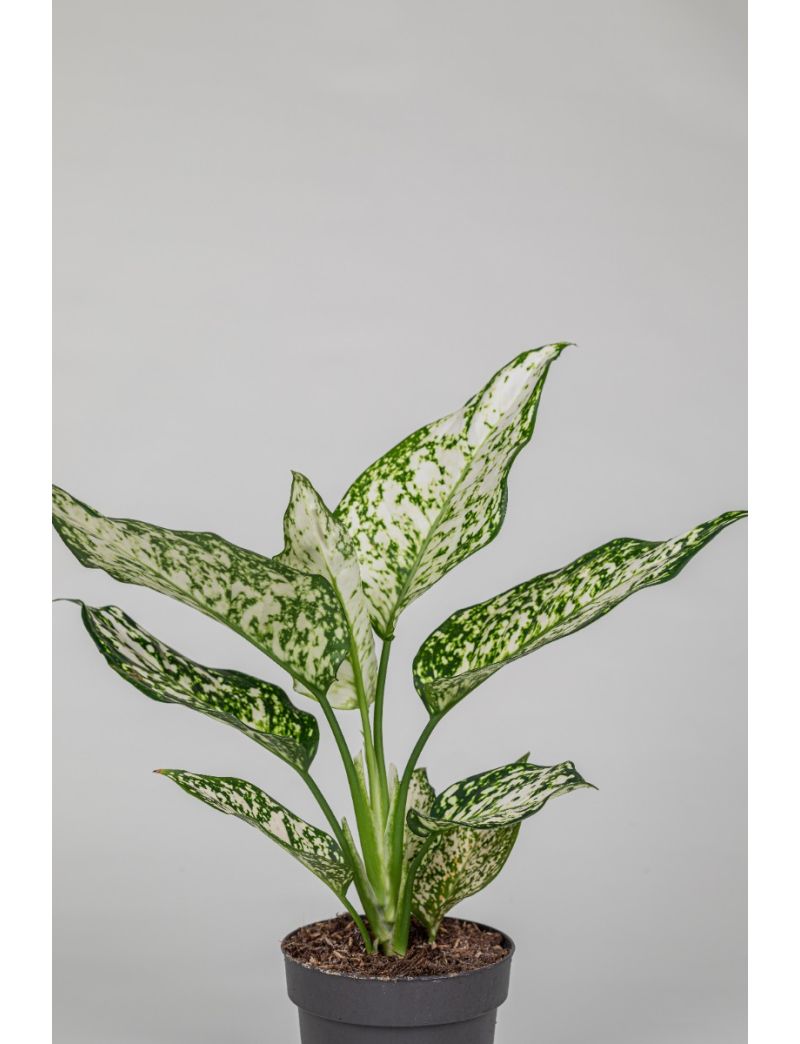 Aglaonema Ivory Jade