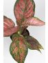Aglaonema Coral red 