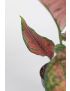 Aglaonema Coral red 
