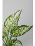 Aglaonema Ivory Jade
