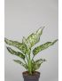 Aglaonema Ivory Jade