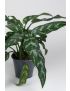 Aglaonema Maria