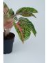Aglaonema Spring red
