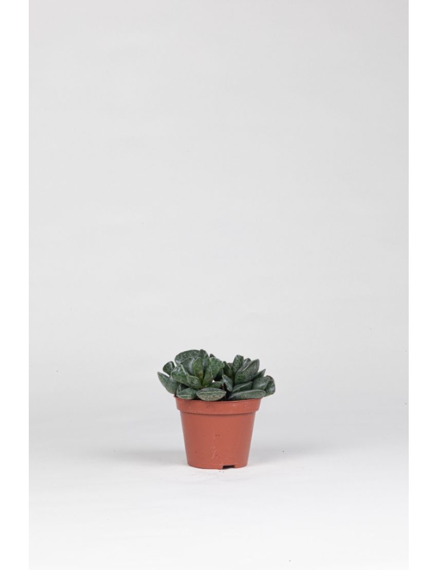 Adromischus cooperi ( Pata de tartaruga )