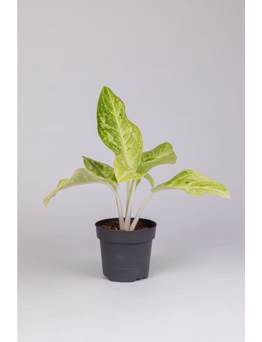 Aglaonema Mint Lemon