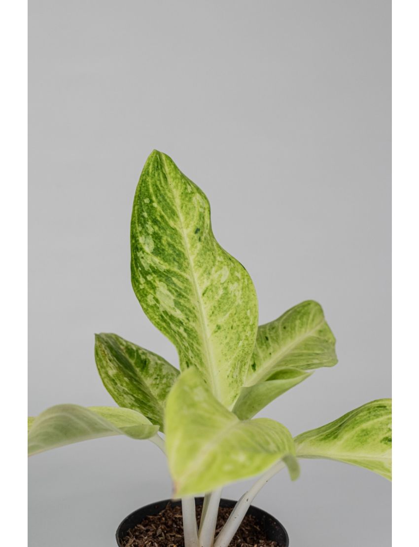 Aglaonema Mint Lemon