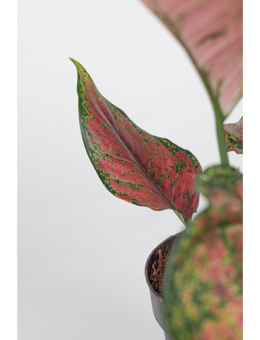 Aglaonema Coral red 