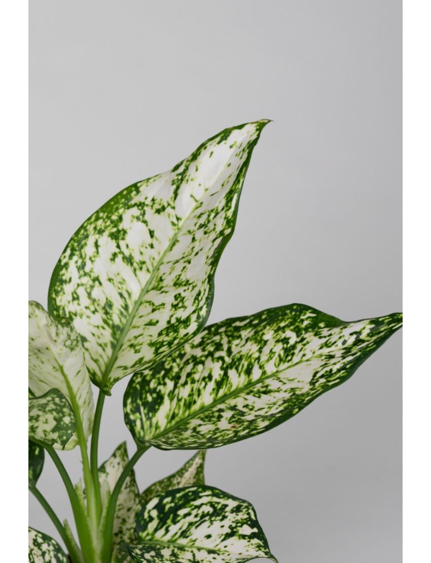 Aglaonema Ivory Jade