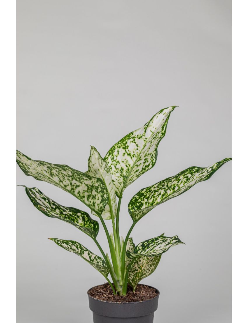 Aglaonema Ivory Jade