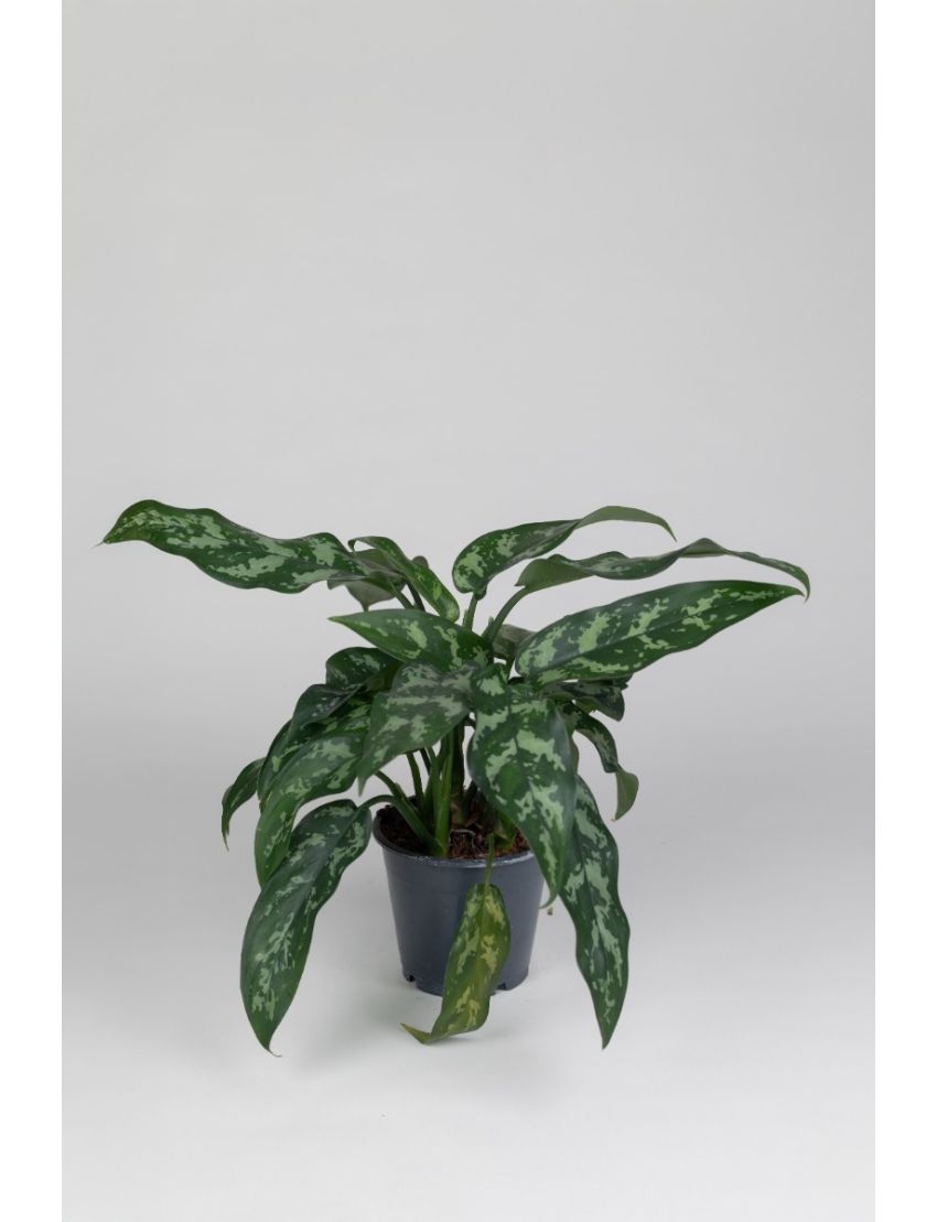 Aglaonema Maria