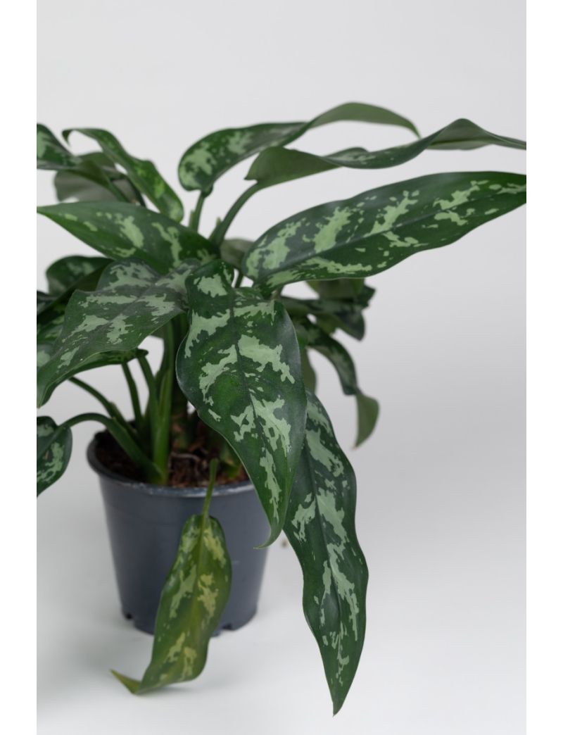 Aglaonema Maria
