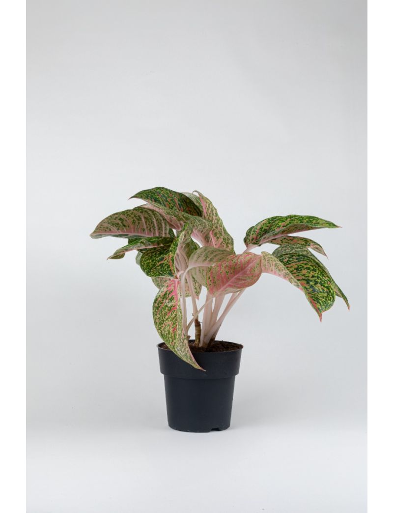 Aglaonema Spring red